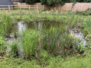 Sustainable Urban Drainage (SUDS)