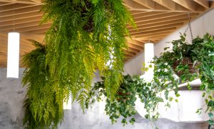 biophilic design